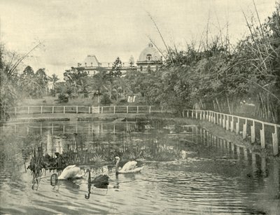 Papyrus Pond, Brisbane Botanical Gardens, 1901 by Unbekannt