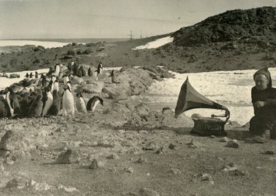 Penguins Listening to the Gramophone During the Summer by Unbekannt