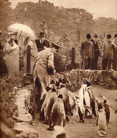 Penguins on Parade for the King, 1934-1935 by Unbekannt