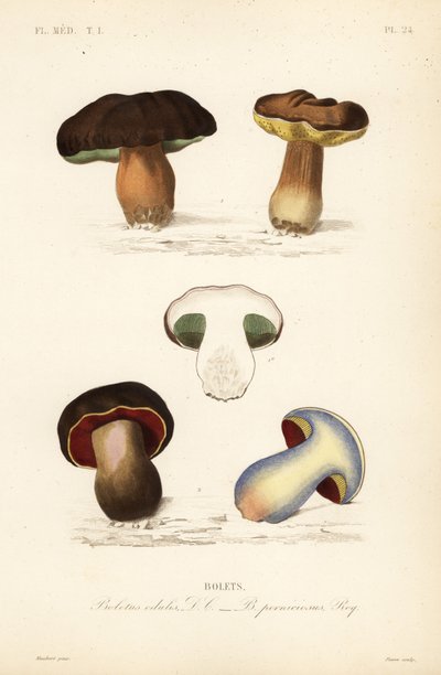 Penny bun or porcini mushroom, Boletus edulis, and the lurid bolete, Suillellus luridus by Unbekannt