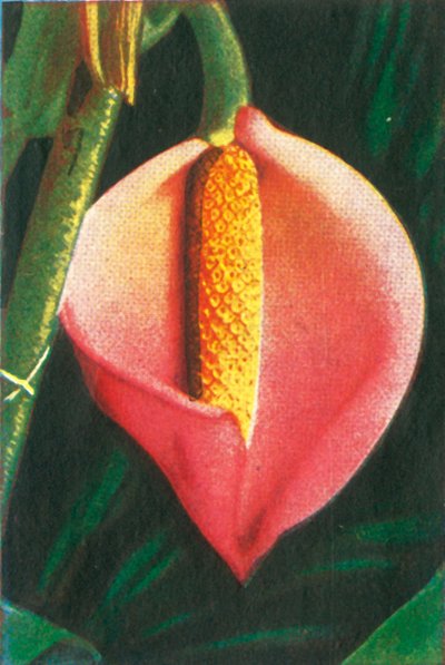 Philodendron by Unbekannt