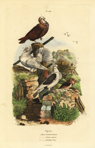 Pigeon Breeds: Cravatte Francais, Nonain Capucin, Trembleur Paon by Unbekannt