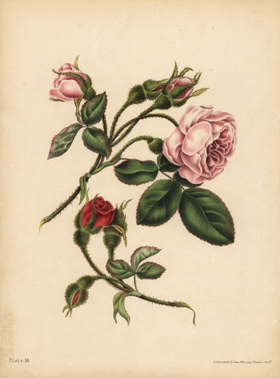 Pink and scarlet Moss Rose-Buds, Beauty, love, and poetry by Unbekannt