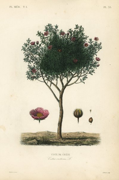 Pink rock rose, Cistus creticus by Unbekannt