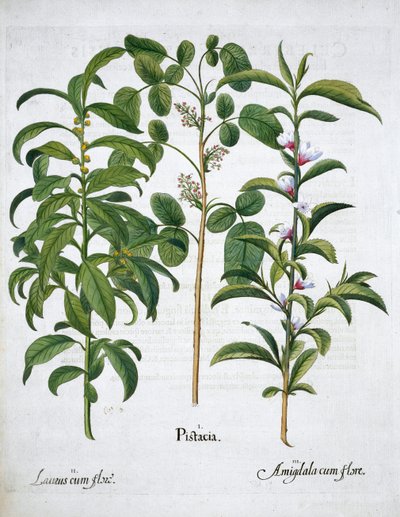 Pistachio Nut, Bay Tree Laurus Nobilis and Almond by Unbekannt
