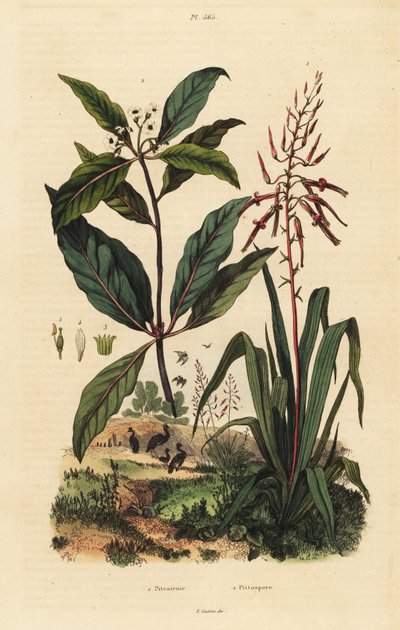 Pitcairnia Bifrons and Victorian Box Tree by Unbekannt