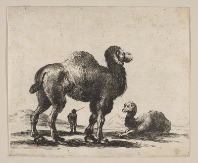 Plate 17: Camels, from Various Animals by Unbekannt