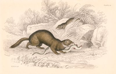 Polecat Mustela Putorius, Member of the Weasel Family by Unbekannt