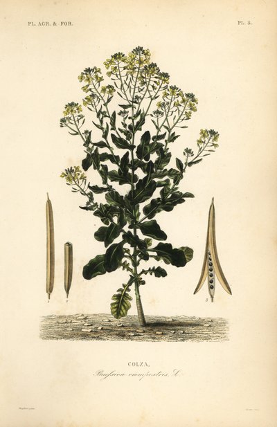 Polish Canola or Canola Oil Plant by Unbekannt