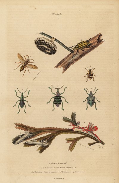 Polistes Gallicus, Paper Wasp and Nest, Blue Weevil, Root Weevil, Polycera Sea Slugs, Atlantic Ancula on Seaweed by Unbekannt