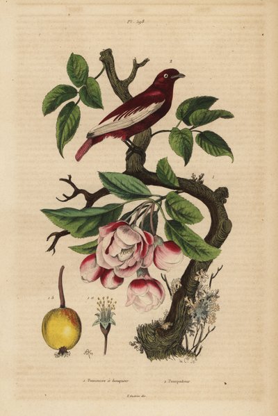 Pompadour Cotinga on an Apple Tree by Unbekannt