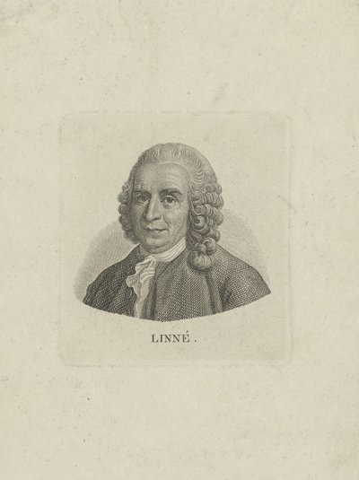 Portrait of Carl Linnaeus 1707-1778, c. 1780 by Unbekannt