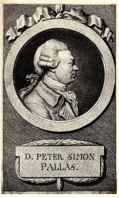 Portrait of the Zoologist and Botanist Peter Simon Pallas, Early 19th Century by Unbekannt