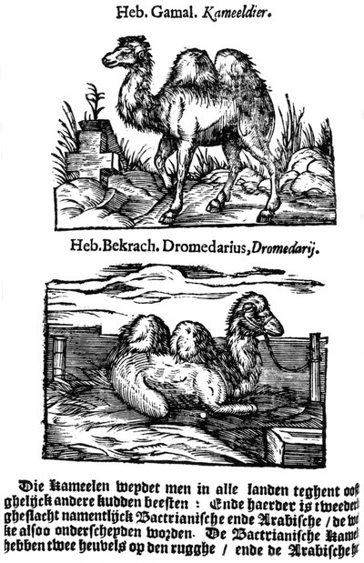 Pre-Binomial Classification of Species by Unbekannt
