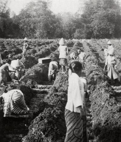 Preparing irrigation channels at a sugar plantation, Java, Dutch East Indies, 1927 by Unbekannt