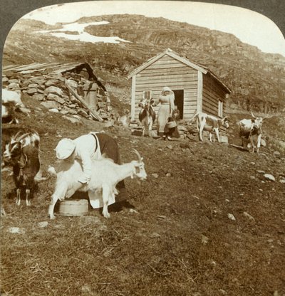Pretty Norwegian girls tending cows and goats on the Haukeli Mts, Norway by Unbekannt