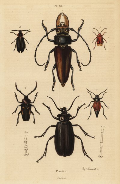 Psalidognathus friendii, Madre de la Culebra, Acanthinodera cumingii, Allocerus dilaticorne, Callipogos barbatus, Anacolus sanguineus and Prionus flavipennis by Unbekannt