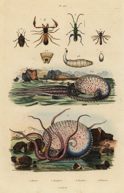 Pseudoscorpion, Octyptera Bicolor, Tuberculate Pelagic Octopus, and False Oil Beetle by Unbekannt
