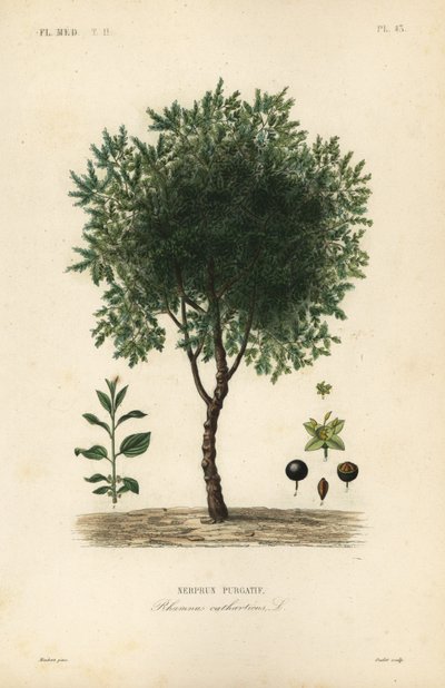 Purging buckthorn tree, Rhamnus cathartica by Unbekannt