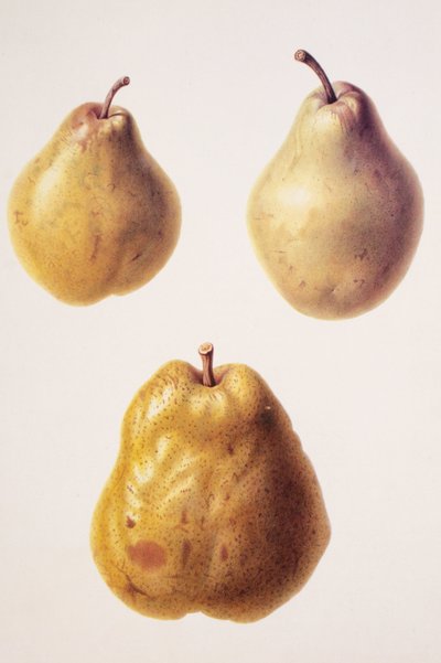 Pyrus communis, Pear 