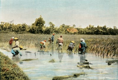 Harvesting Rice by Unbekannt
