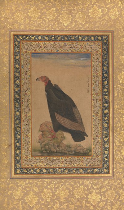Red-Headed Vulture, Folio from the Shah Jahan Album, recto and verso: early 19th century by Unbekannt