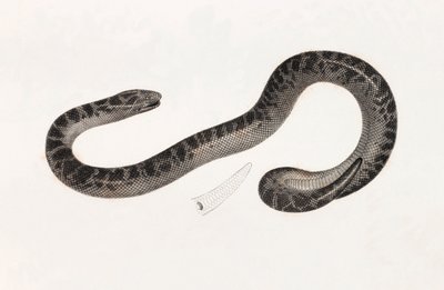 Reptiles: A Snake from Delta Book: 