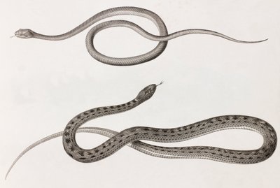 Reptiles: Two Close-Up Images of Illustrations of Snakes by Unbekannt