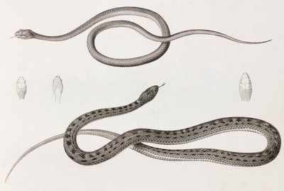 Reptiles: Two Close-up Images of Illustrations of Snakes by Unbekannt