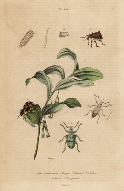 Rhigus, Platyoma and Cyphus weevils, bristly millipede, and King Solomon