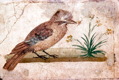 Roman Wall Painting of Jay from Boscoreale near Pompeii by Unbekannt