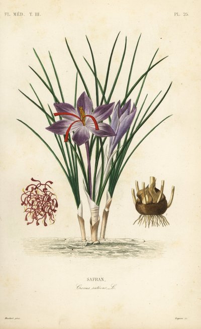 Saffron crocus by Unbekannt