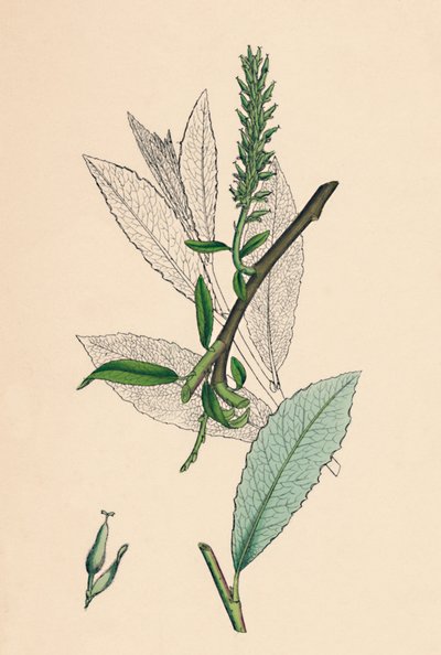 Tea-leaved Sallow, var. a. by Unbekannt