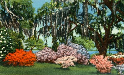 Scene in Belle Isle Gardens, near Georgetown, S.C. by Unbekannt