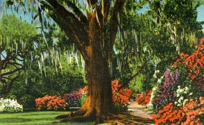 Scene in Magnolia Gardens, near Charleston, S.C. by Unbekannt