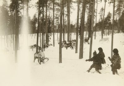 Sweden. Lapps (Sami) Catching a Reindeer by Unbekannt