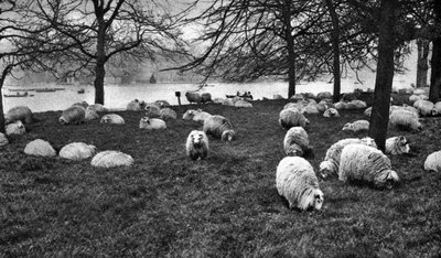 Scottish Sheep by the Serpentine, Hyde Park, London by Unbekannt