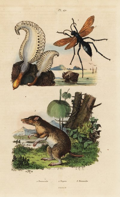 Sea Pen, Spider Wasp, and Long-nosed Bandicoot by Unbekannt