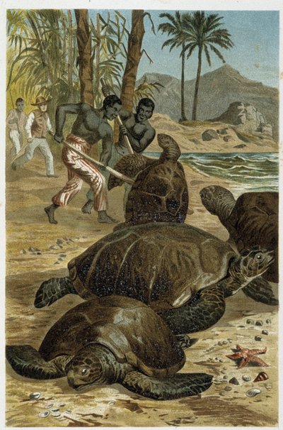 Sea turtles killed on African coasts - in 