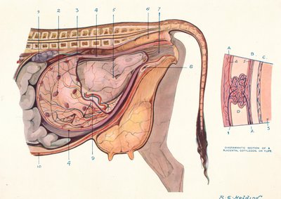 Section of the Abdomen of a Cow, Showing Foetus in Normal Position, c1905-c1910 by Unbekannt