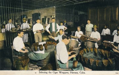 Selecting the Cigar Wrappers, Havana, Cuba, c1910 by Unbekannt