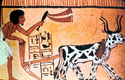 Sennutem Ploughing with Cattle, Ancient Egyptian Tomb Painting by Unbekannt