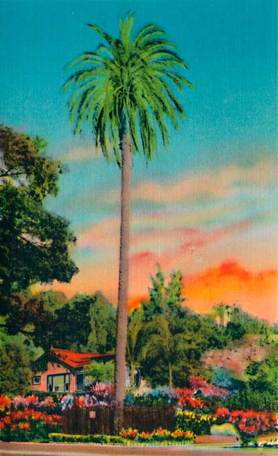Serra Palm. The First Palm Tree in California, c1941 by Unbekannt