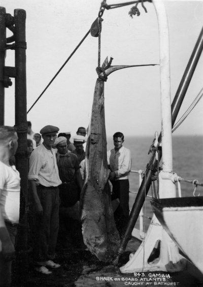 Shark on Board the Cruise Ship Atlantis, Caught off Bathurst, Gambia by Unbekannt