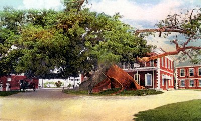 Silk Cotton Tree, Nassau, New Providence, Bahamas, 1900s by Unbekannt