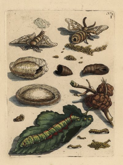 Silkworm moth, Bombyx mori, caterpillar and pupa with mulberry leaf, Morus alba by Unbekannt