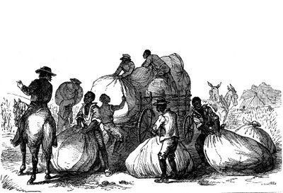 Slave Labour Loading Sacks of Cotton on Cart, Southern States of USA by Unbekannt
