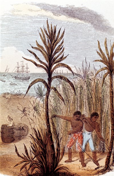 Slaves Cultivating Sugar Cane in the West Indies, 1852 by Unbekannt