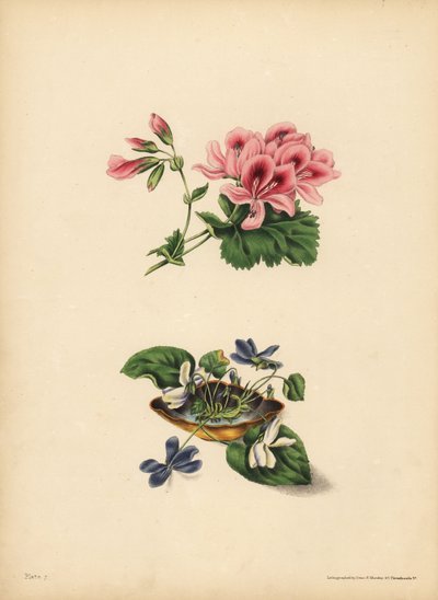 Smith