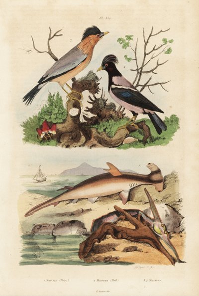 Smooth hammerhead, hammer oyster, brahminy myna and rosy starling by Unbekannt